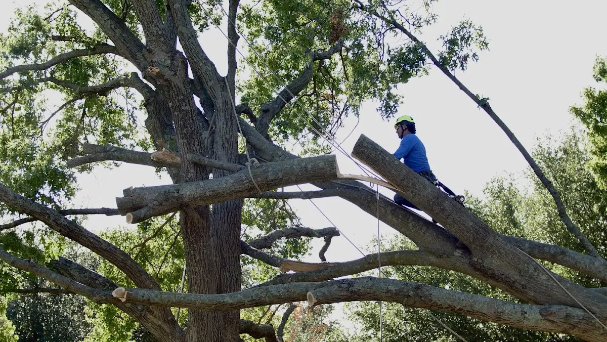 Professional Hazardous Tree Removal performed by certified arborists in Peggy